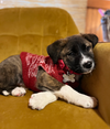 Ivy - Happy Holidays Litter - Photo 2