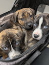 Christian - Happy Holidays Litter