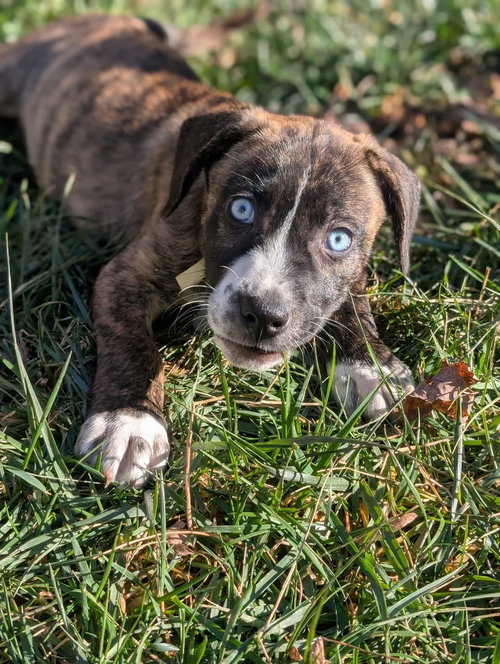 Christian - Happy Holidays Litter