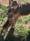Christian - Happy Holidays Litter - Photo 3
