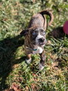 Christian - Happy Holidays Litter