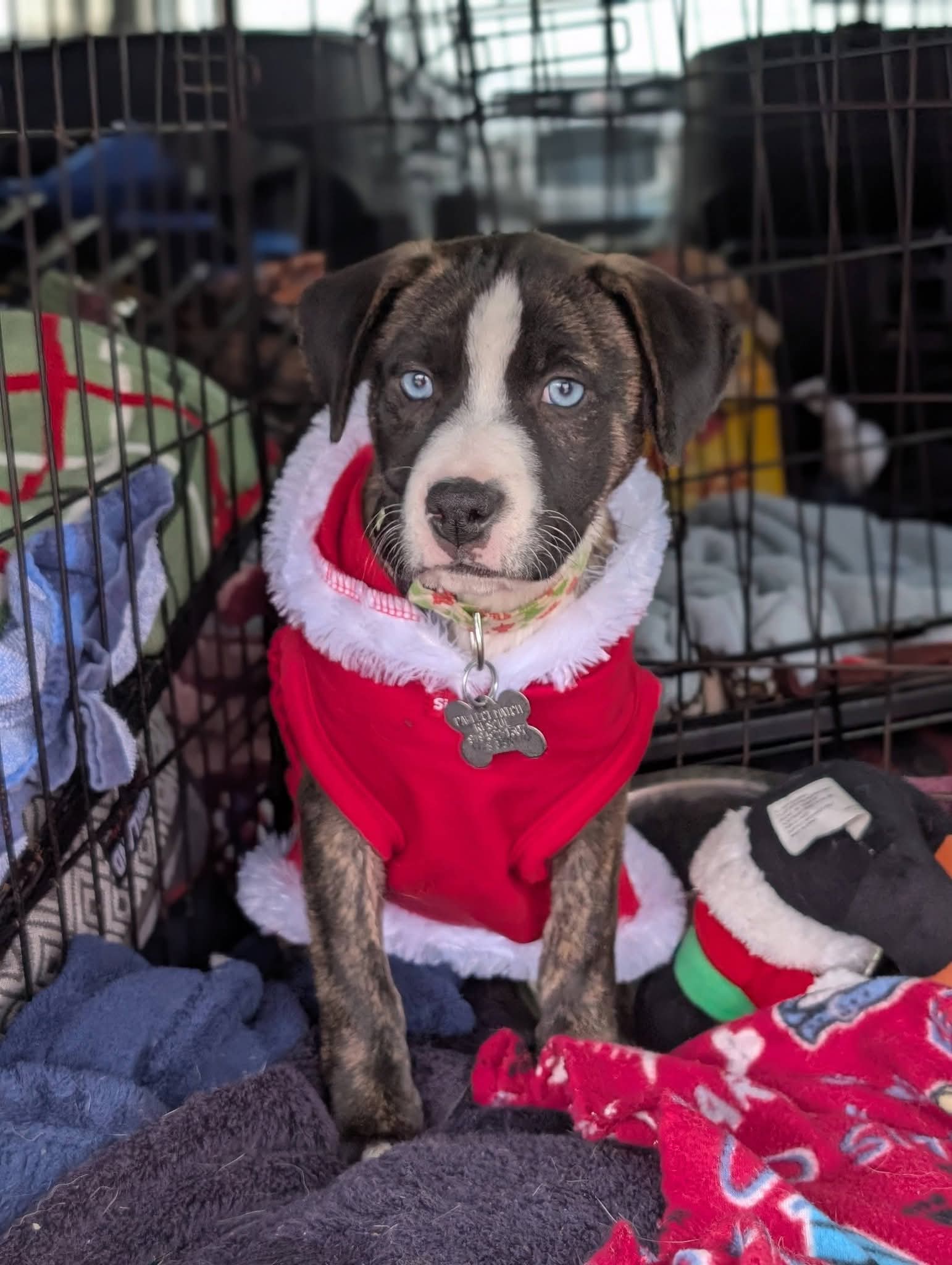 Lucy - Happy Holidays Litter Image