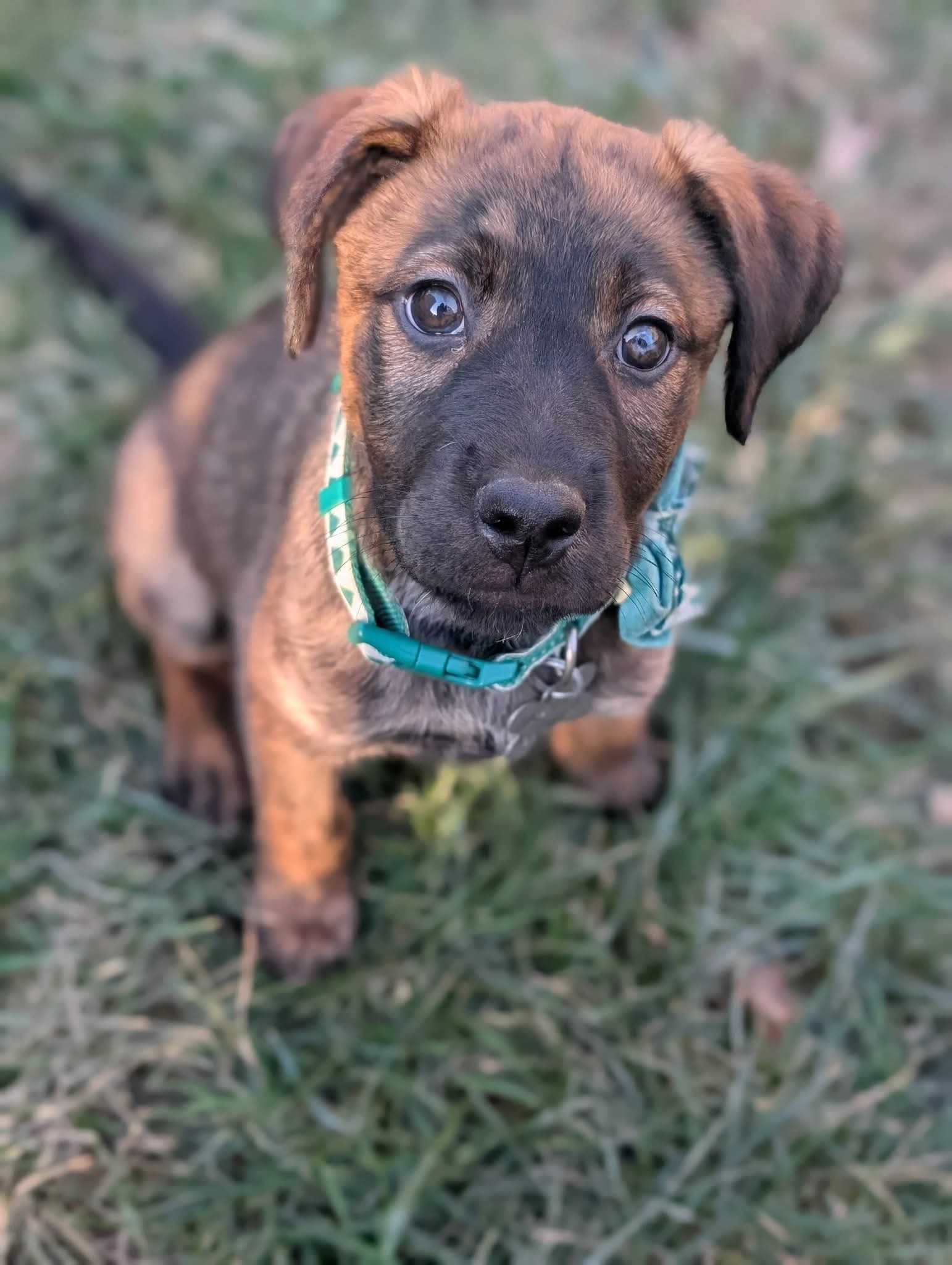 Grace - Happy Holidays Litter Image