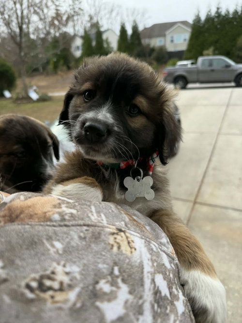 Mercy - Happy Holidays Litter