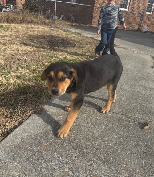 CASTILE - Shepherd / Rottweiler available for adoption