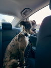 Rocco