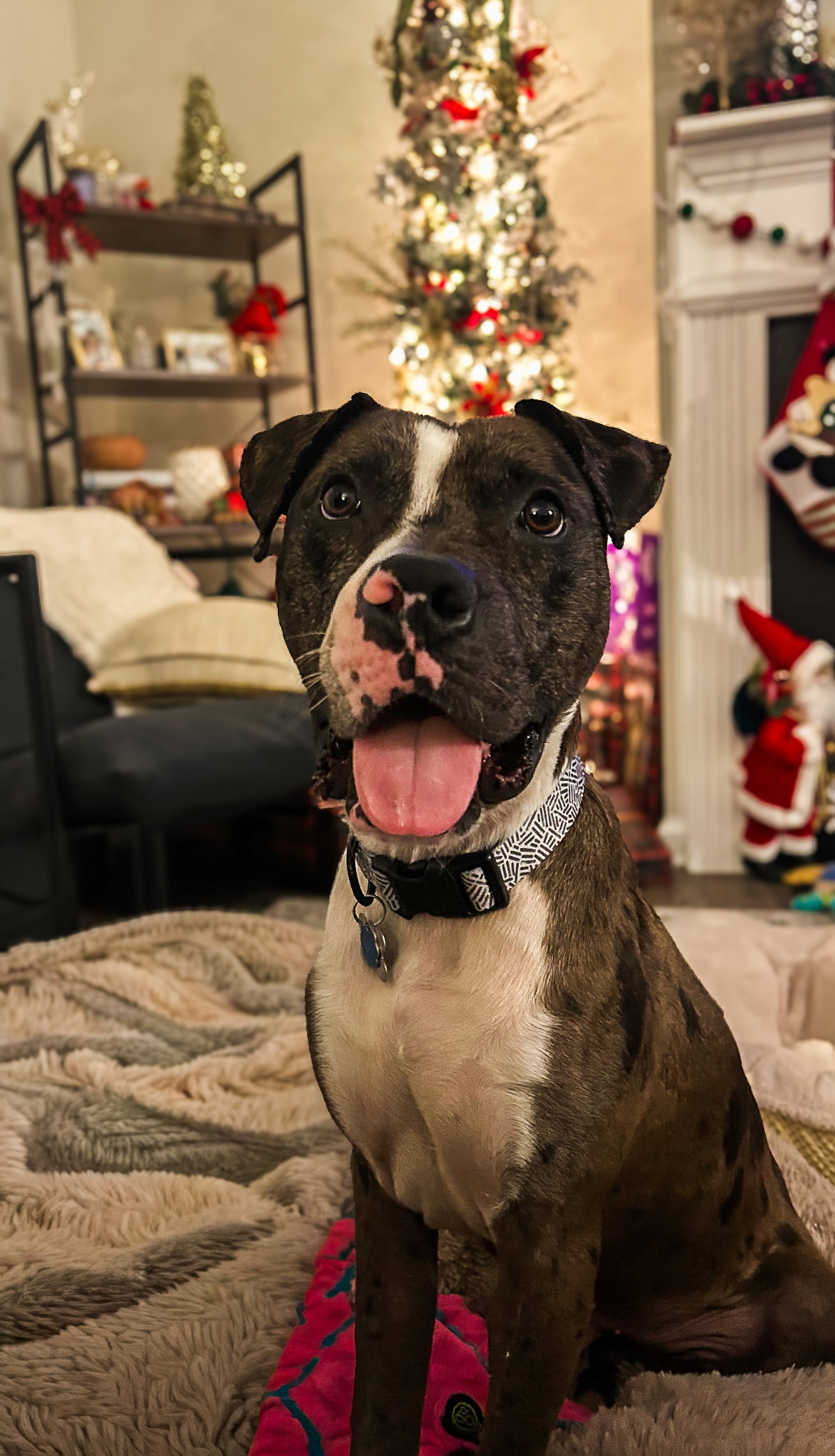 Rocco Image