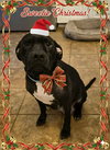 Sweetie Pie - Photo 1