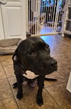 Sweetie Pie - Photo 8