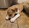 Meatball - Photo 4