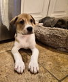 Meatball - Photo 3