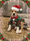 Meatball - Photo 1