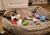 Hammy - Photo 3