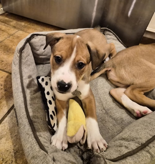 HAMMY - American Pit Bull Terrier available for adoption