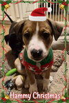 Hammy - Photo 1