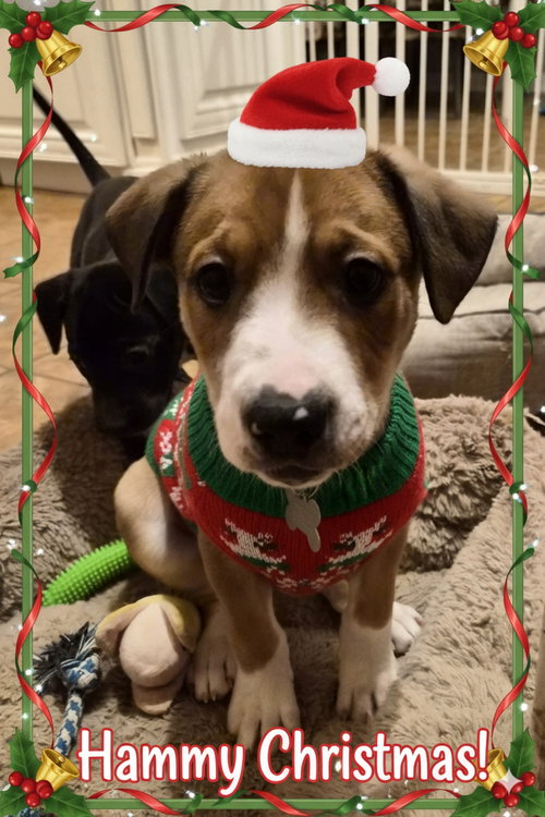 HAMMY - American Pit Bull Terrier available for adoption