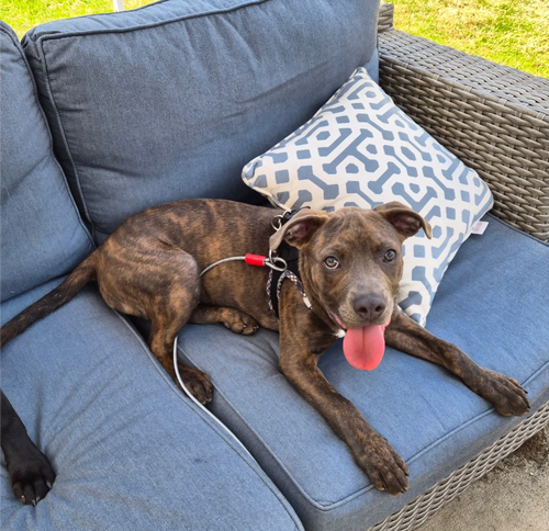 WAGYU - American Pit Bull Terrier available for adoption