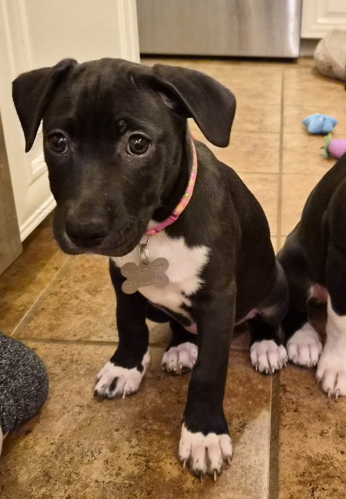 JUJUBE - American Pit Bull Terrier available for adoption
