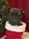 Missy Claus - Santa Litter