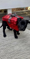 Missy Claus - Santa Litter