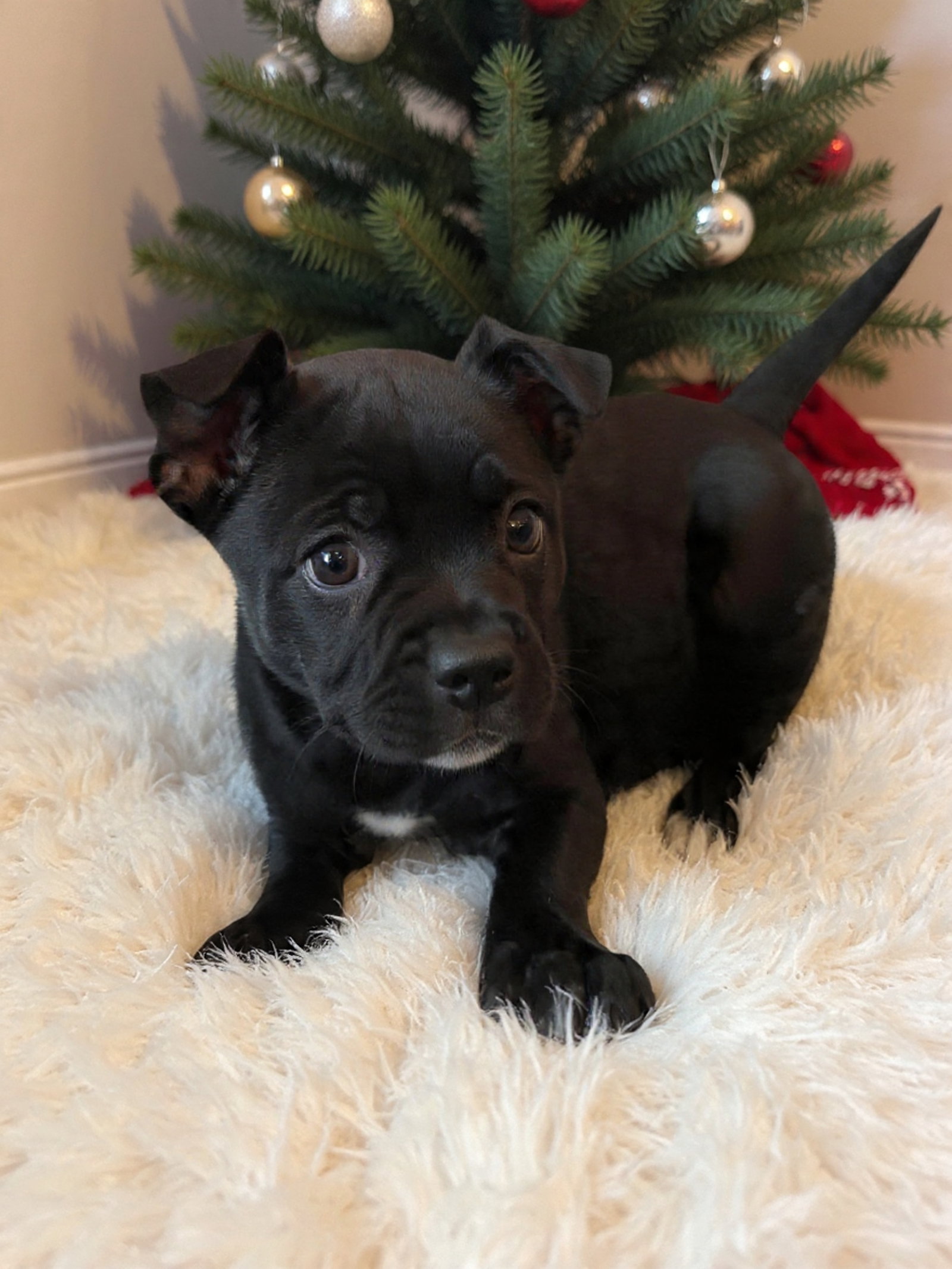 Krissy Kringle - Santa Litter Image