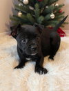 Krissy Kringle - Santa Litter - Photo 1