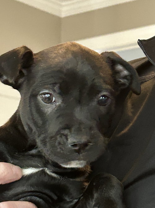 KRISSY KRINGLE - SANTA LITTER - American Staffordshire Terrier available for adoption