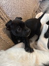 Krissy Kringle - Santa Litter - Photo 3