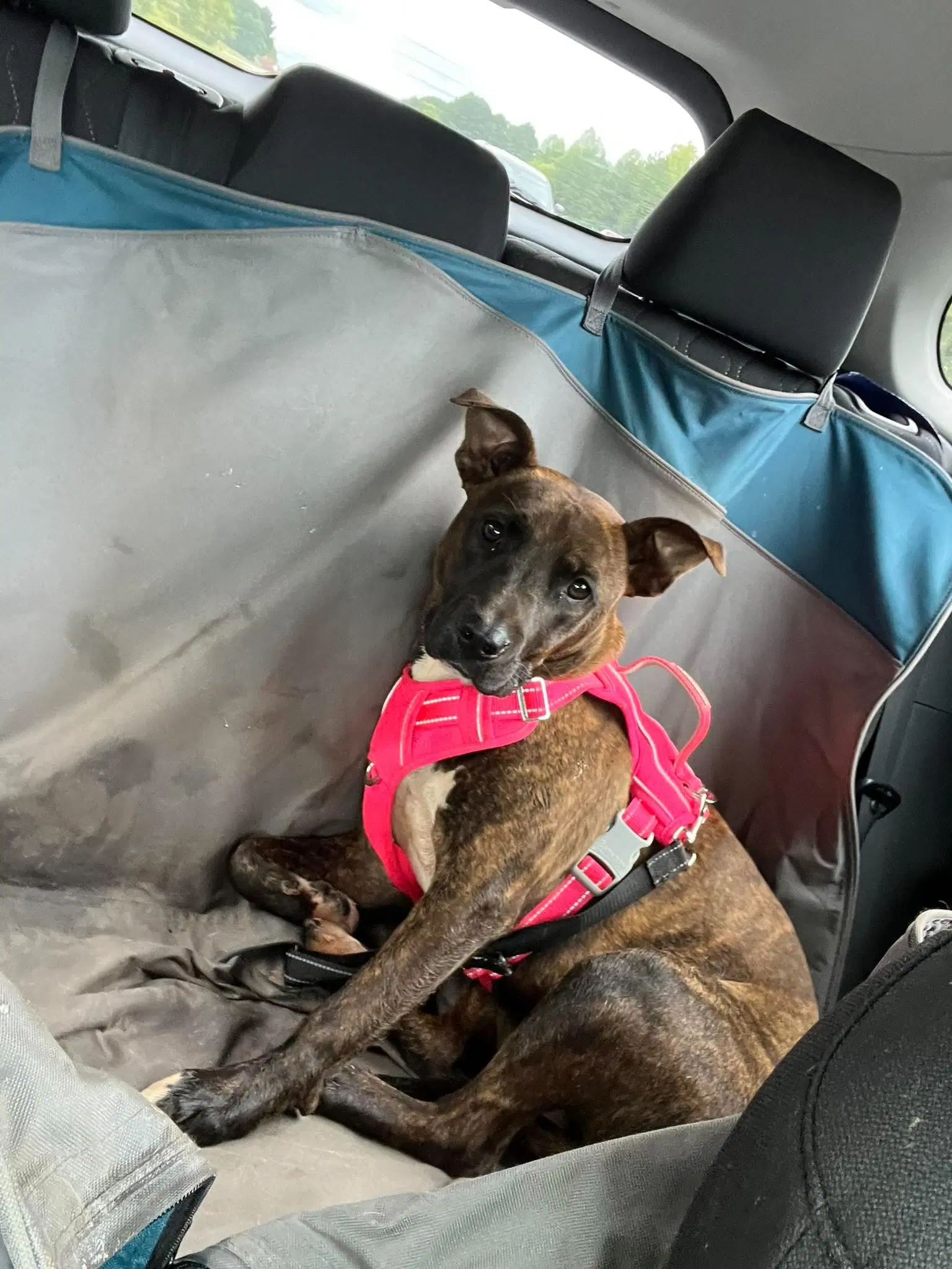 Millie Jae - American Staffordshire Terrier