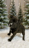 Rudy Rolf - Santa Litter