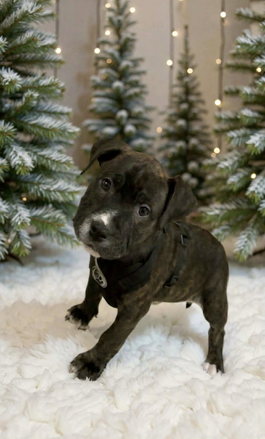 Rudy Rolf - Santa Litter