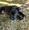 Feliz Navidog - Santa Litter - Photo 2