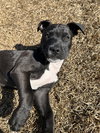 Feliz Navidog - Santa Litter - Photo 1
