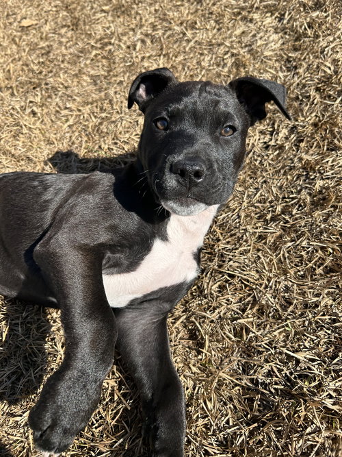 FELIZ NAVIDOG - SANTA LITTER - American Staffordshire Terrier available for adoption