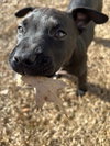 Feliz Navidog - Santa Litter - Photo 3