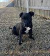 Feliz Navidog - Santa Litter - Photo 4