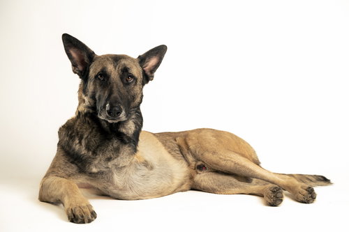 BOONE - German Shepherd Dog available for adoption