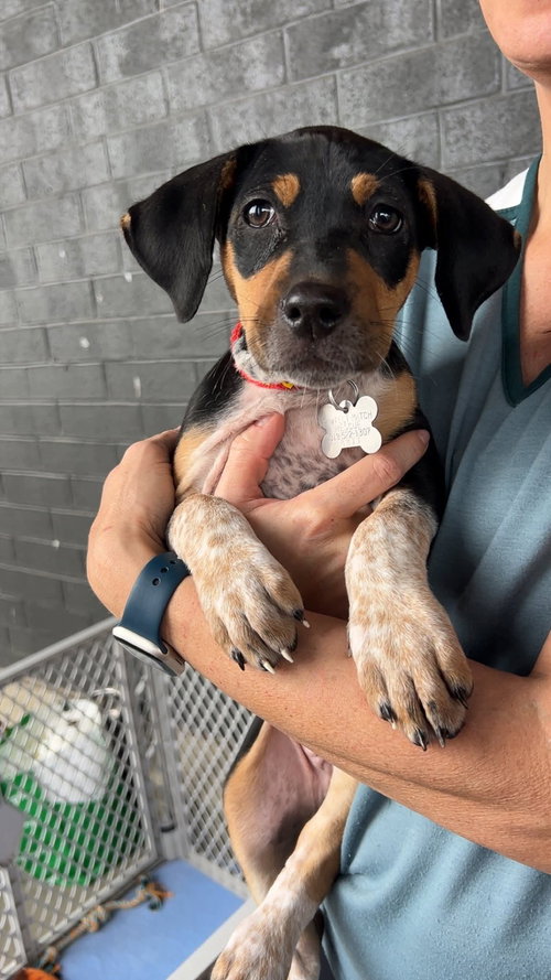 JACKIE POT - LOTTERY LITTER - Hound available for adoption