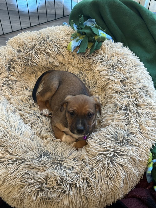 BLACKJACK - LOTTERY LITTER - Hound available for adoption