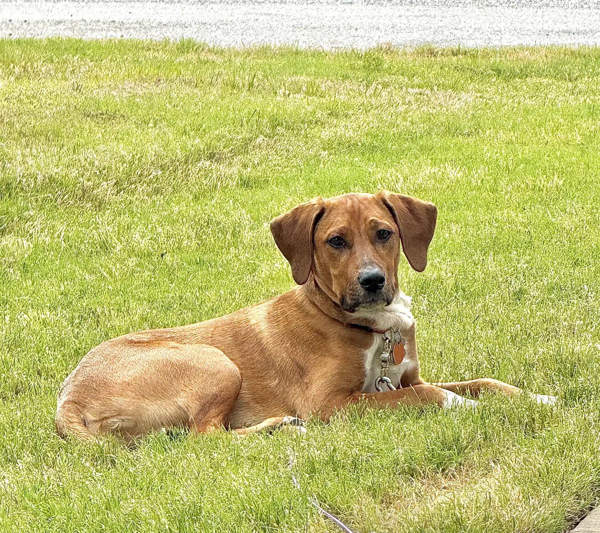 Brock - Hound