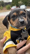 Fortuna - Lottery Litter - Photo 7