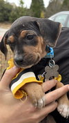 Fortuna - Lottery Litter