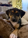 Fortuna - Lottery Litter