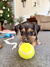 Fortuna - Lottery Litter