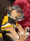Fortuna - Lottery Litter