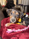 Fortuna - Lottery Litter