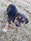 Fortuna - Lottery Litter - Photo 6