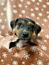 Fortuna - Lottery Litter - Photo 2
