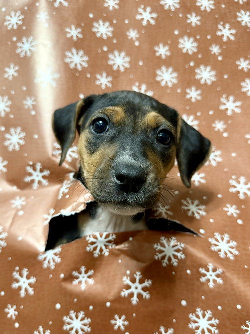 FORTUNA - LOTTERY LITTER - Hound available for adoption