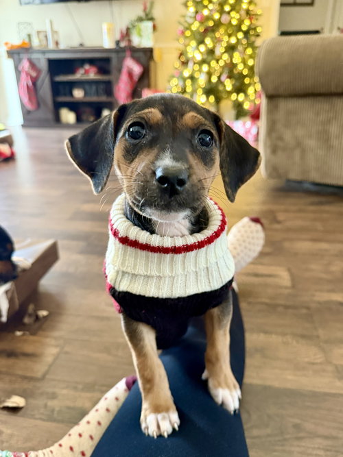 FORTUNA - LOTTERY LITTER - Hound available for adoption